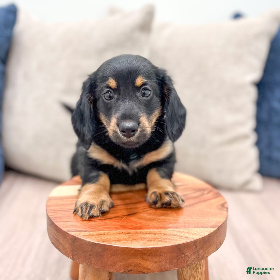 Miniature Dachshund dogs for sale: Faith - Image 13