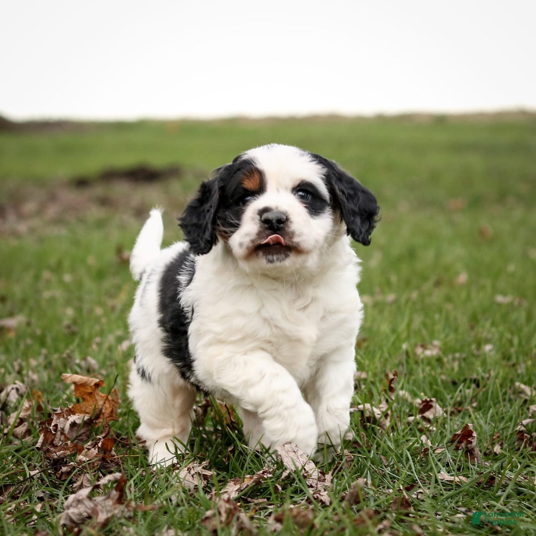 Saint Berdoodles dogs for sale: Buddy - Image 22