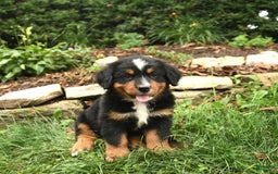 Bernese Mountain Dog dogs for sale: Wendy - Image 3