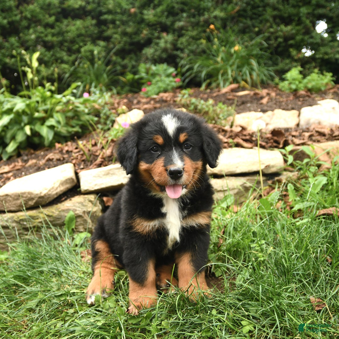Bernese Mountain Dog dogs for sale: Wendy - Image 3