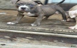 American Bully dogs for sale: Dozer - Image 2