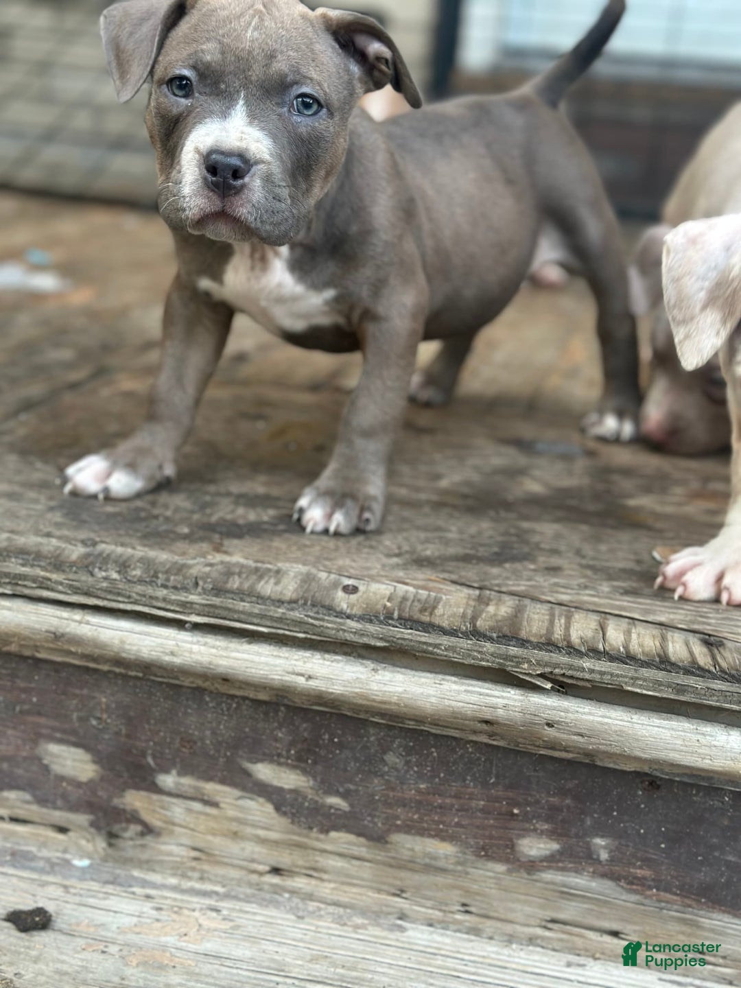 American Bully dogs for sale: Dozer - Image 2