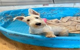 Scottish Terrier dogs for sale: Ollie - Image 3