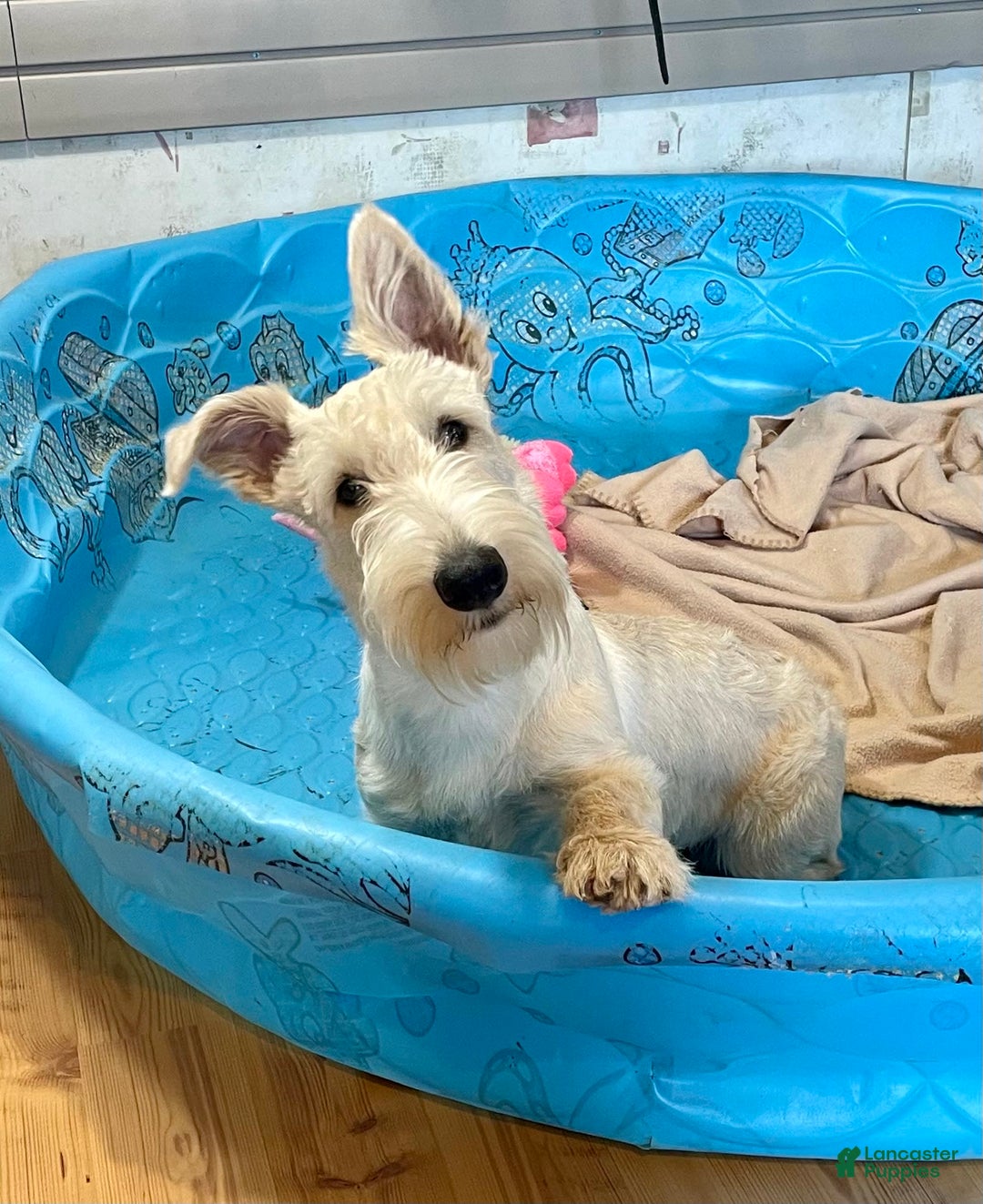 Scottish Terrier dogs for sale: Ollie - Image 3