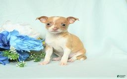 Chihuahua dogs for sale: Roxy - Image 1
