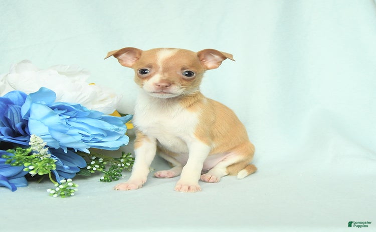 Chihuahua dogs for sale - Ad 1