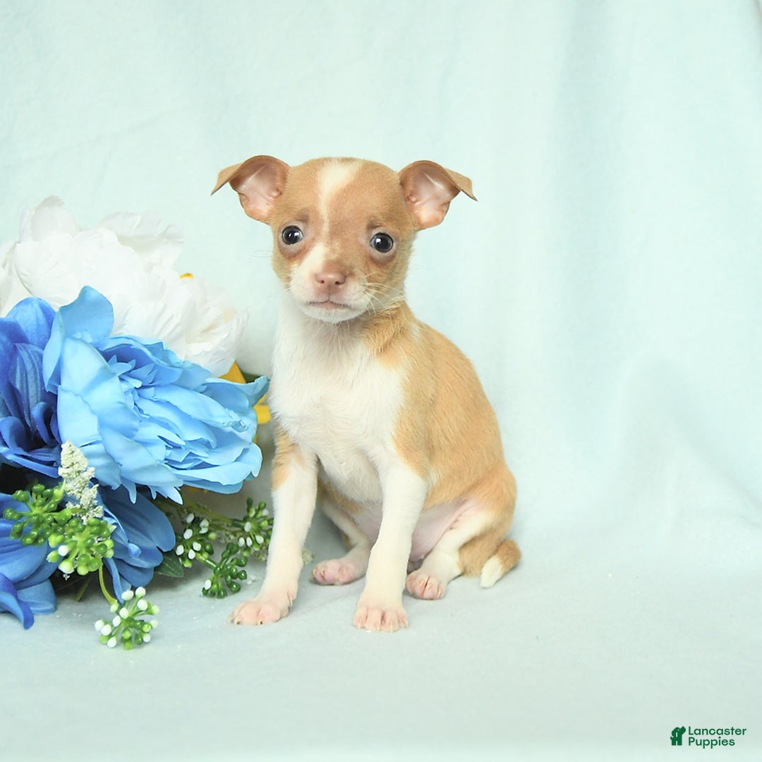 Chihuahua dogs for sale: Roxy - Image 1