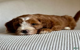 Mini Goldendoodle dogs for sale: Ranger - Image 2