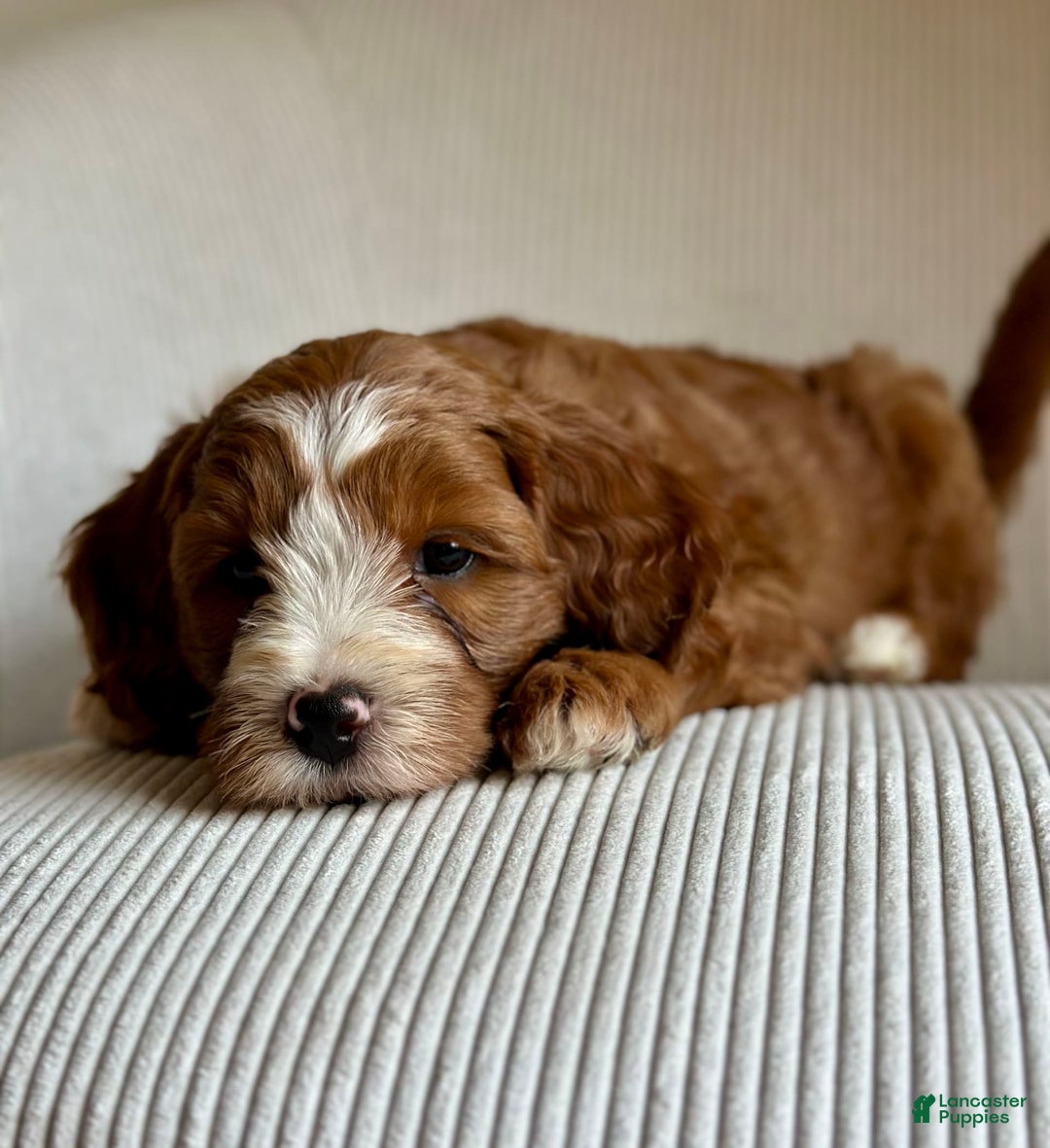 Mini Goldendoodle dogs for sale: Ranger - Image 2