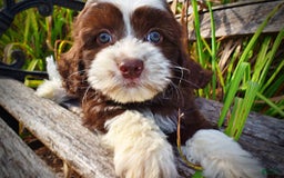 Havapoo dogs for sale: Juliet - Image 13