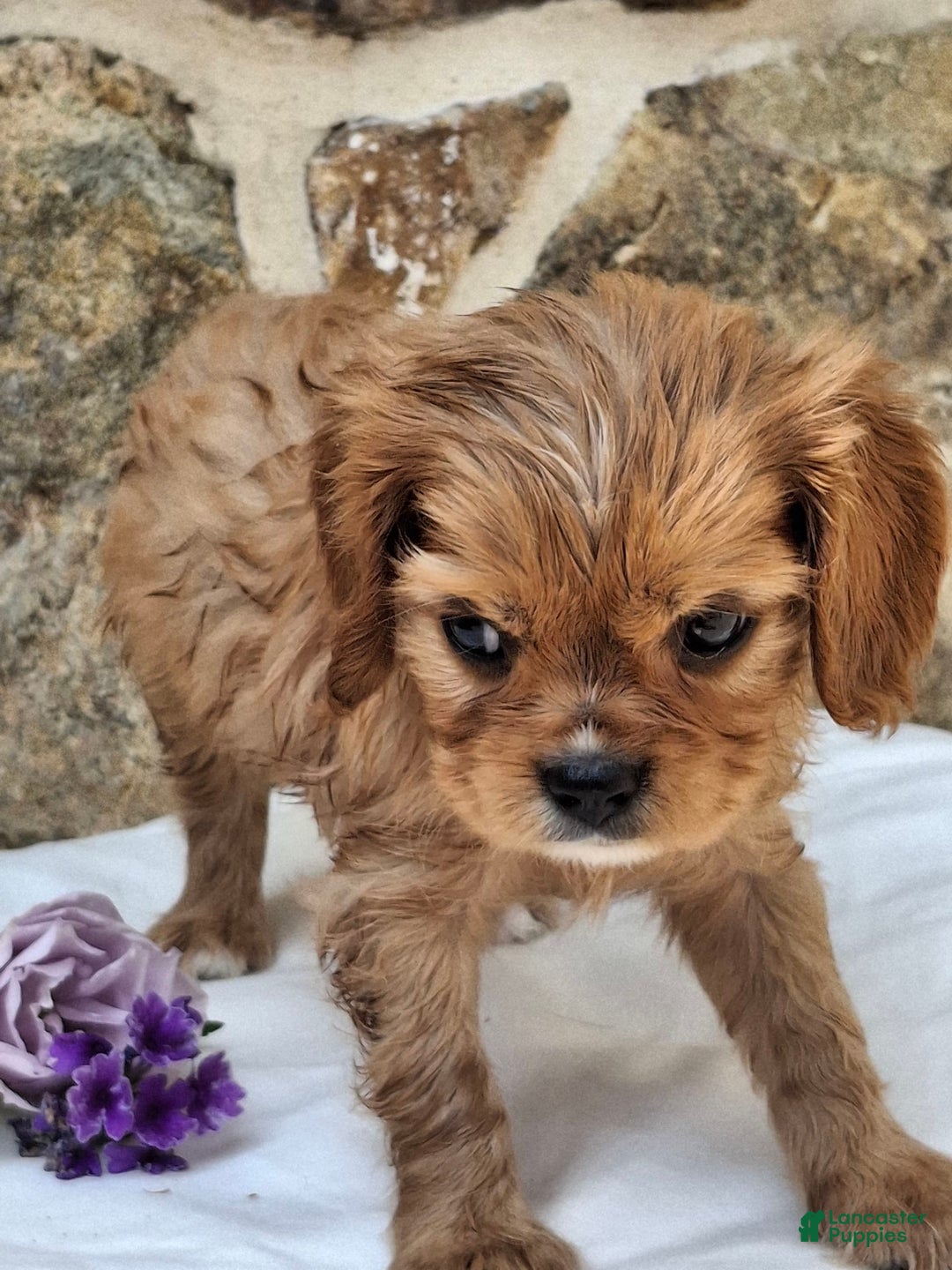 Cavalier King Charles Spaniel dogs for sale: Starlight - Image 5