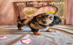 Miniature Dachshund dogs for sale: Hailey - Image 7