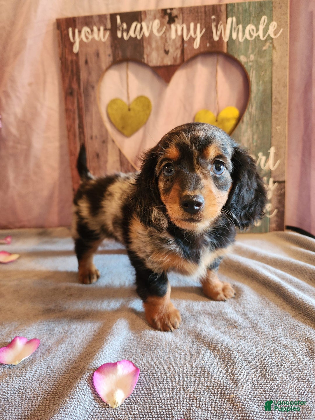 Miniature Dachshund dogs for sale: Hailey - Image 7