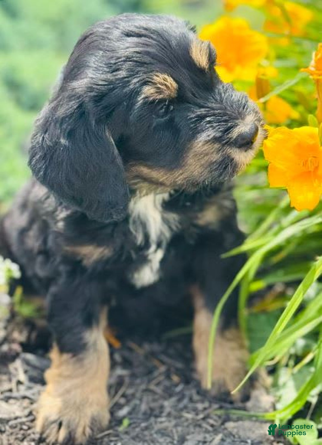 Bernedoodle dogs for sale: Charlie - Image 8