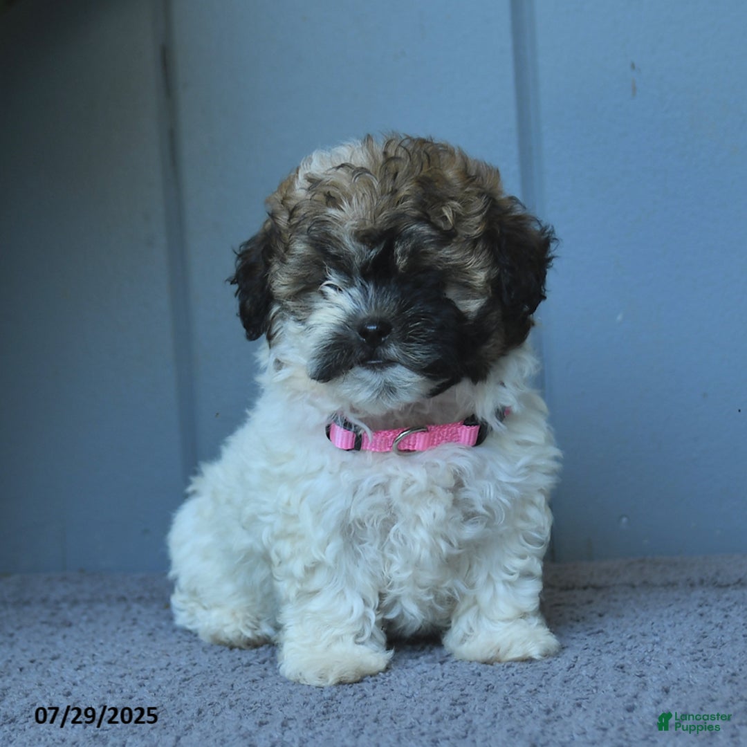 Shihpoo dogs for sale: Holly - Image 1