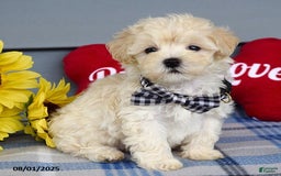 Maltipoo dogs for sale: Marly - Image 12