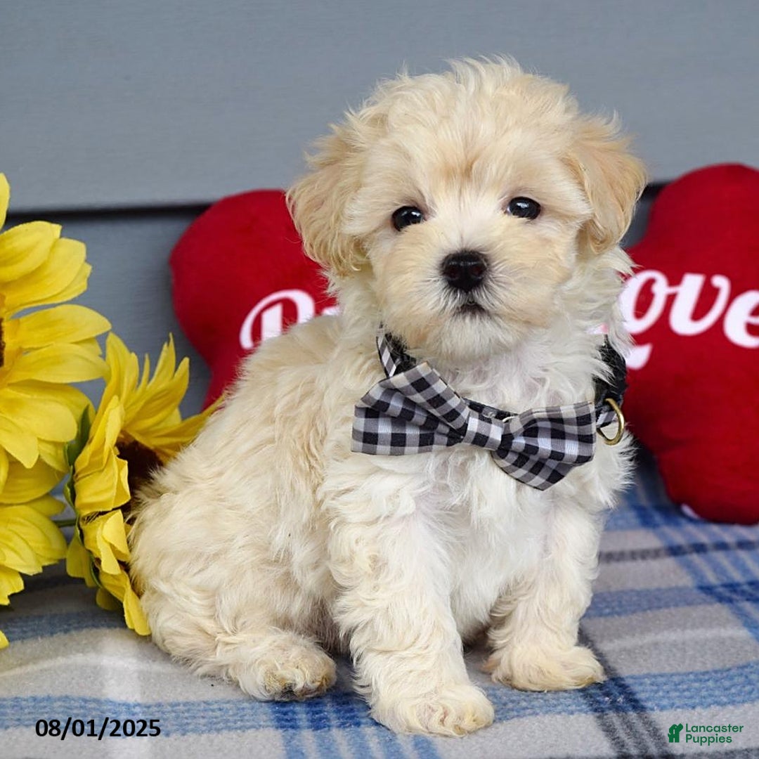 Maltipoo dogs for sale: Marly - Image 12