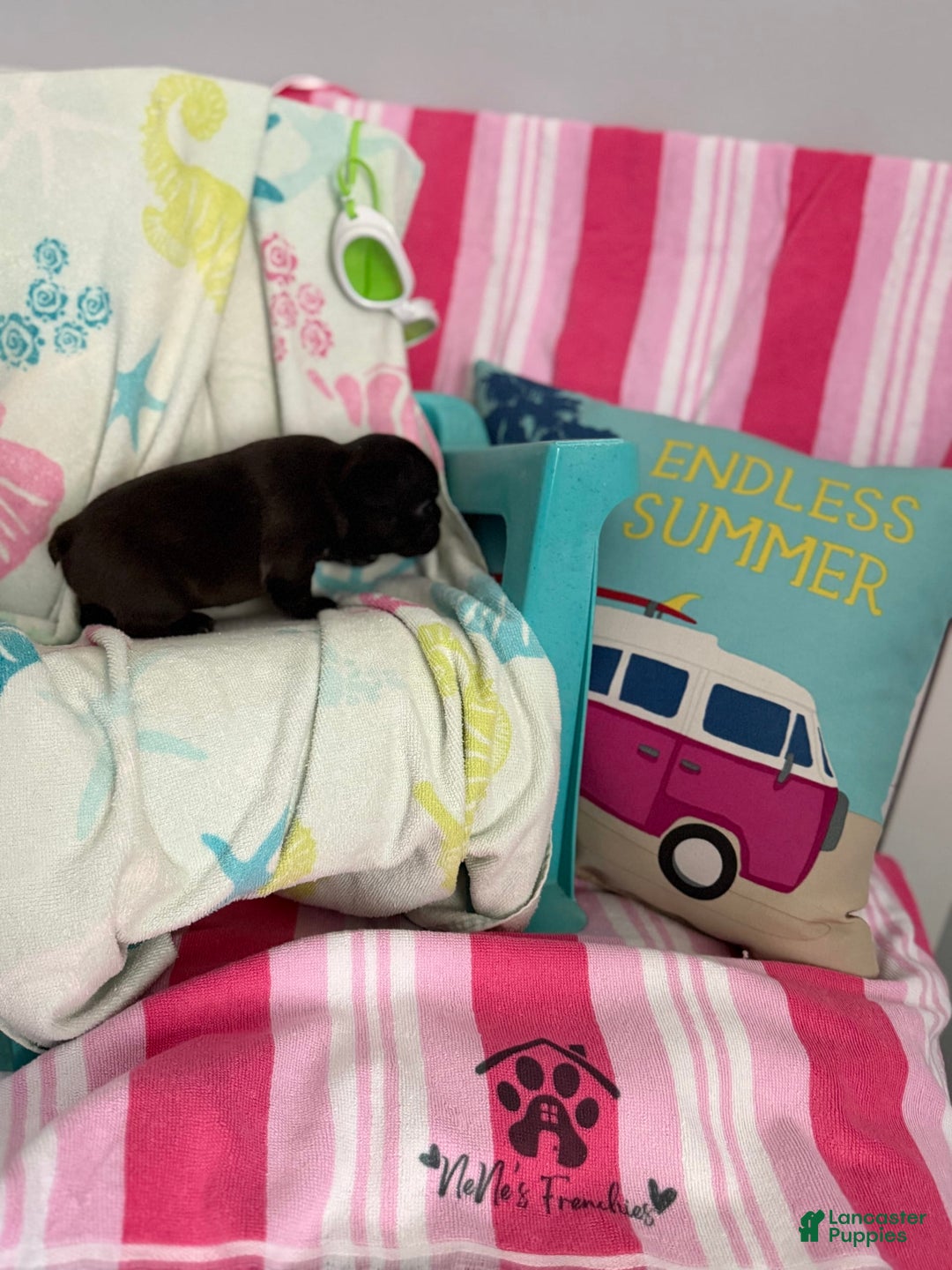 French Bulldog dogs for sale: Akc Black W Sable Overtones - Image 2