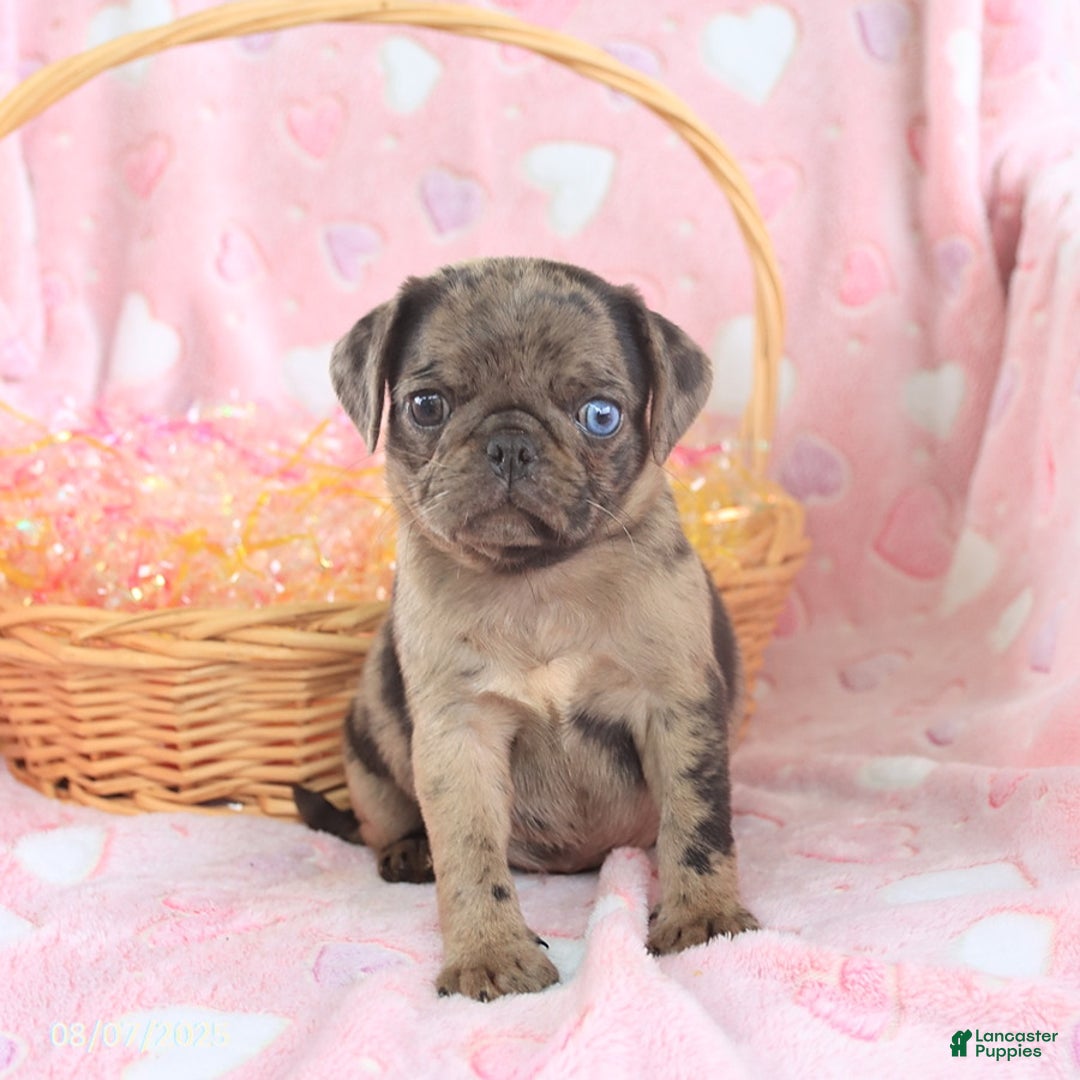 Pug dogs for sale: Abby - Image 5