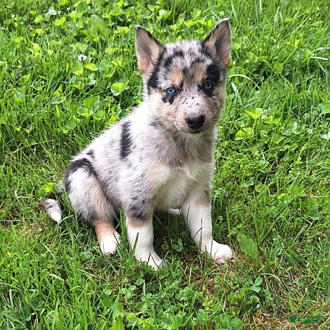 Gerberian Shepsky dogs for sale: Nova - Image 3