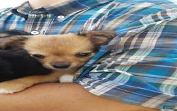 Chihuahua dogs for sale: Rosco - Image 3