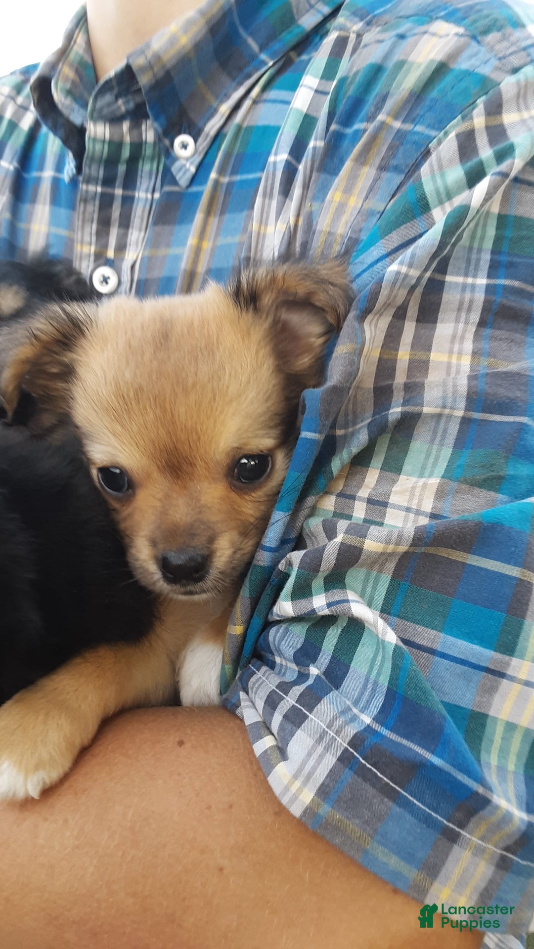 Chihuahua dogs for sale: Rosco - Image 3