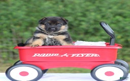 German Shepherd dogs for sale: Jayla - Image 6