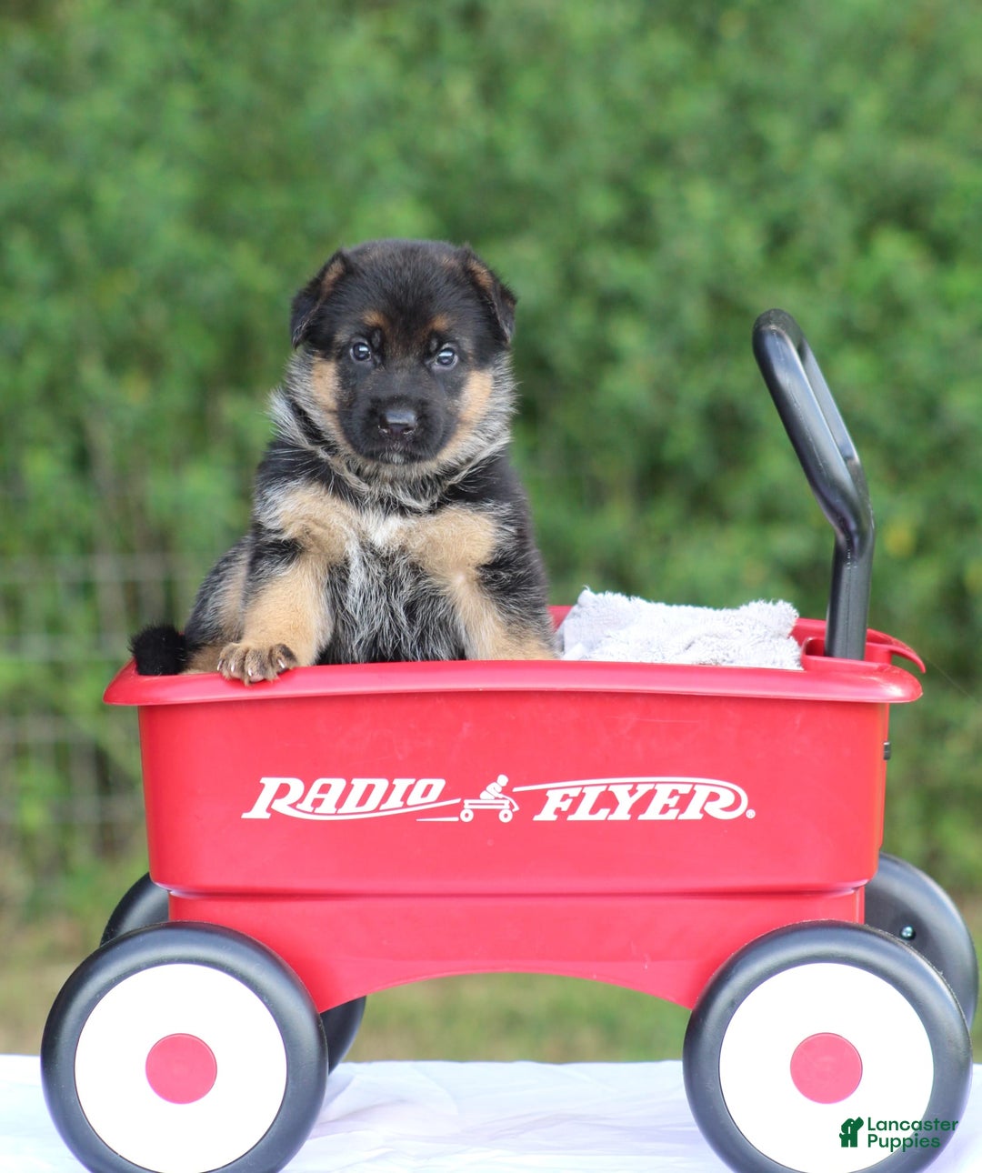 German Shepherd dogs for sale: Jayla - Image 6