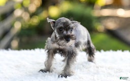 Miniature Schnauzer dogs for sale: Bella - Image 2