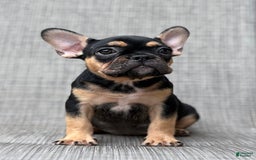 French Bulldog dogs for sale: Gretchen - Image 3