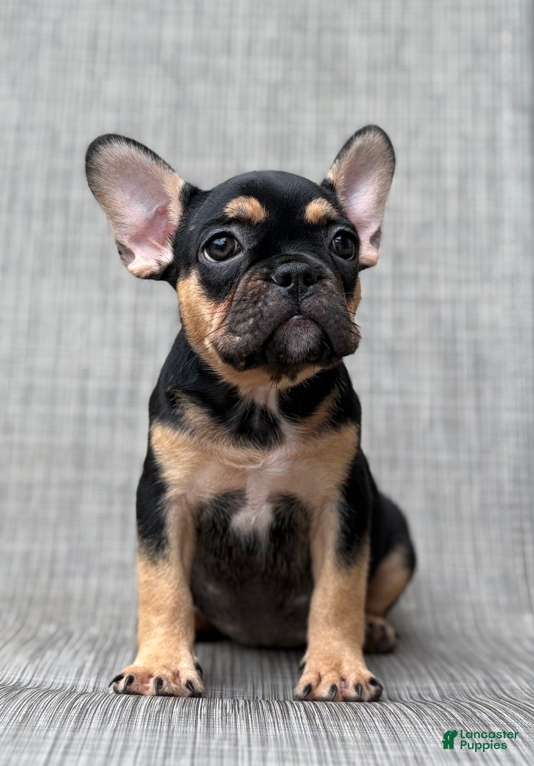 French Bulldog dogs for sale: Gretchen - Image 3