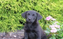 Labrador Retriever dogs for sale: Bella - Image 1