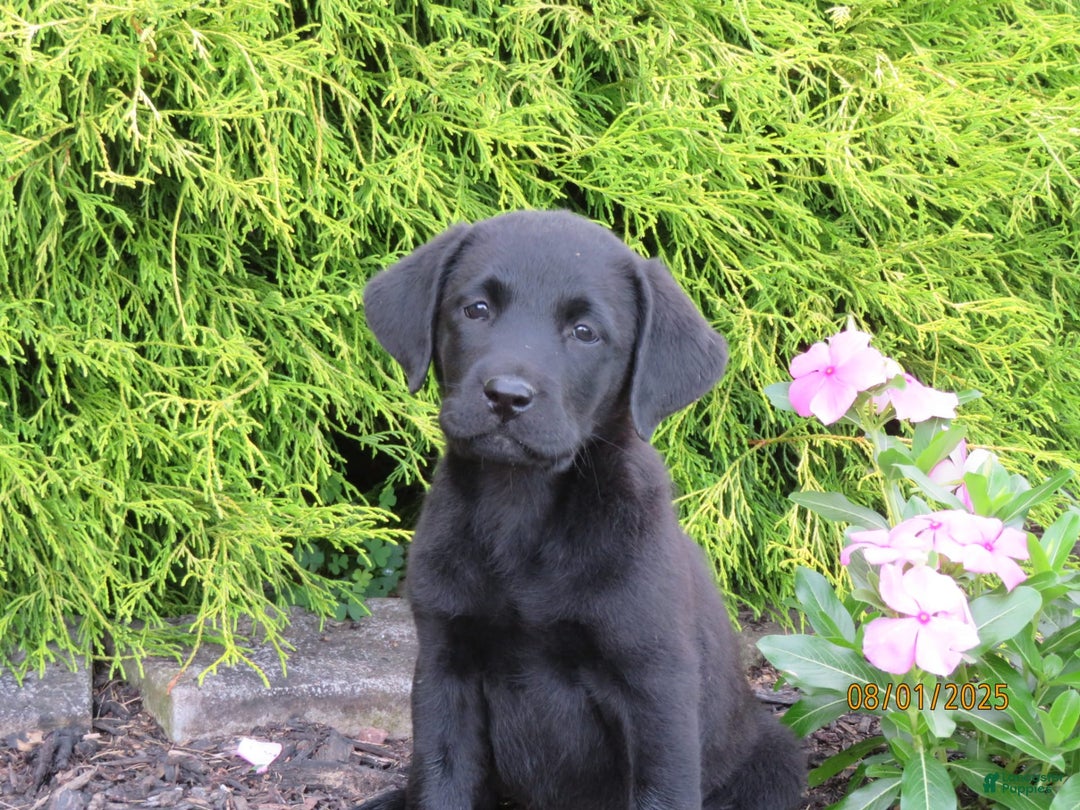Labrador Retriever dogs for sale: Bella - Image 1