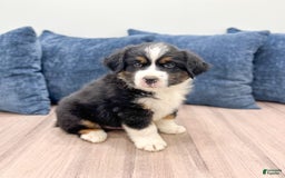 Australian Shepherd dogs for sale: Jake - Image 3