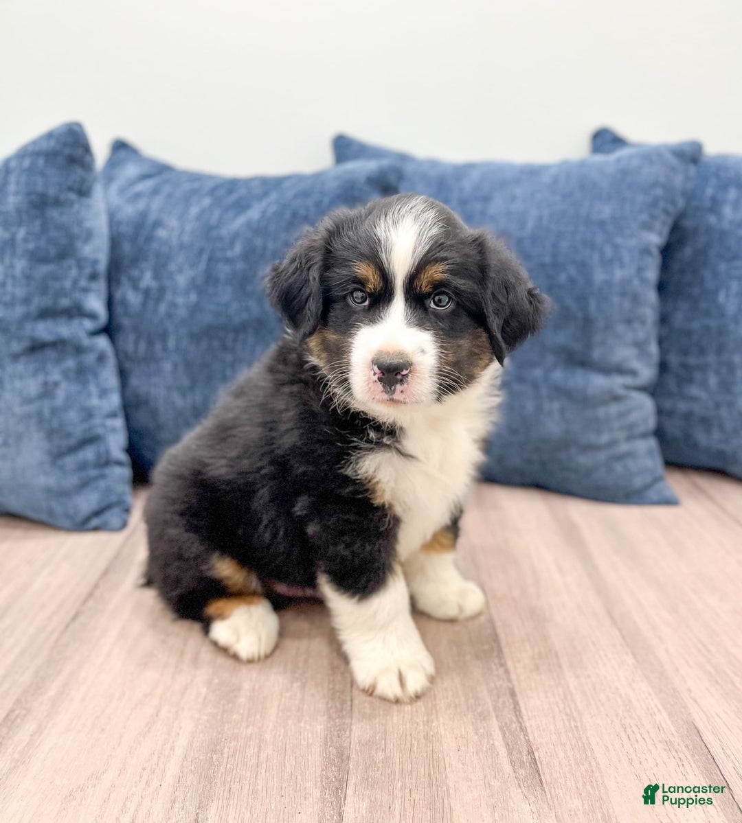 Australian Shepherd dogs for sale: Jake - Image 3