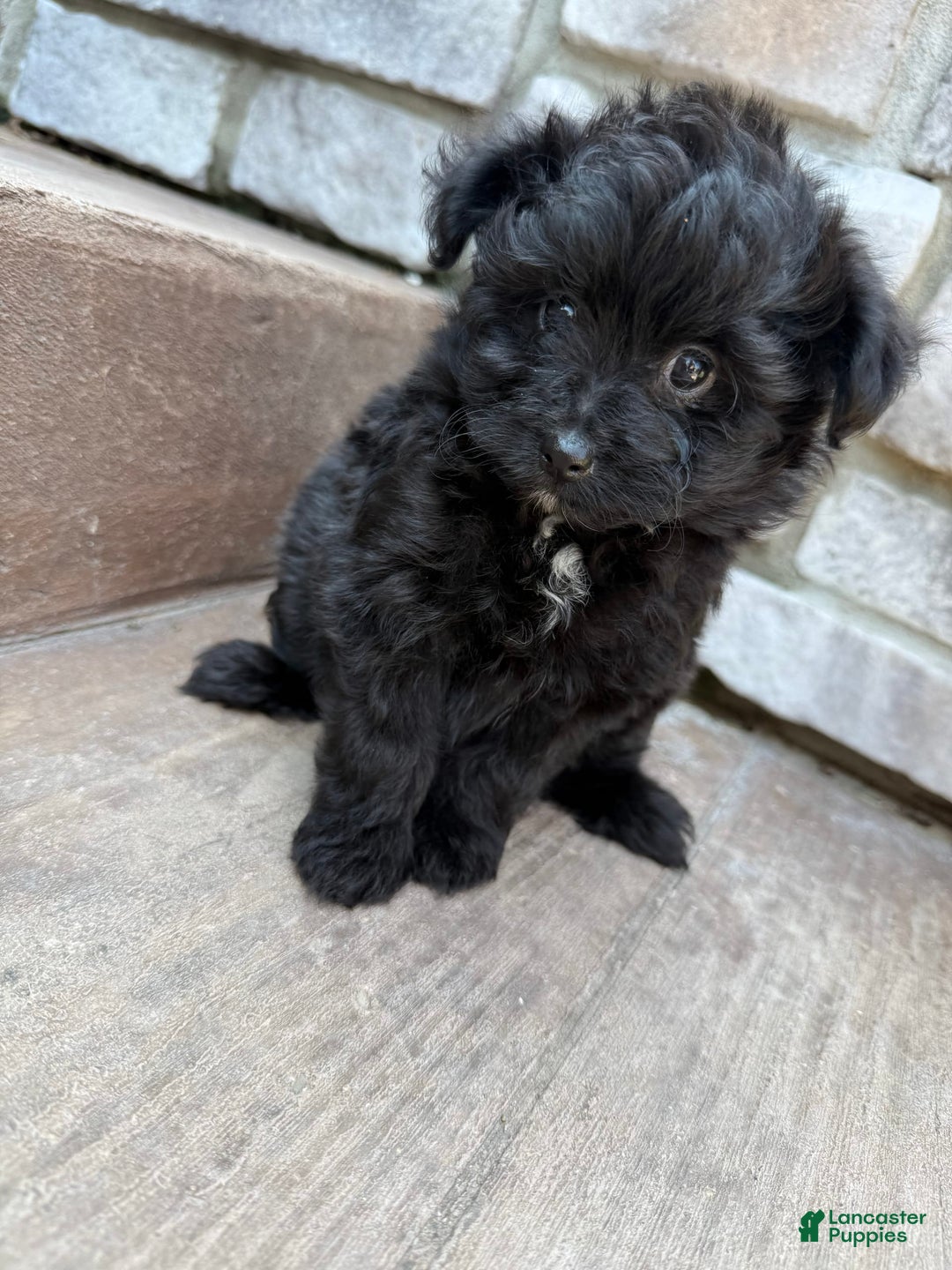 Pomapoo dogs for sale: Maddy - Image 5