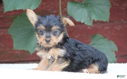 Yorkshire Terrier dogs for sale: Marty - Image 2