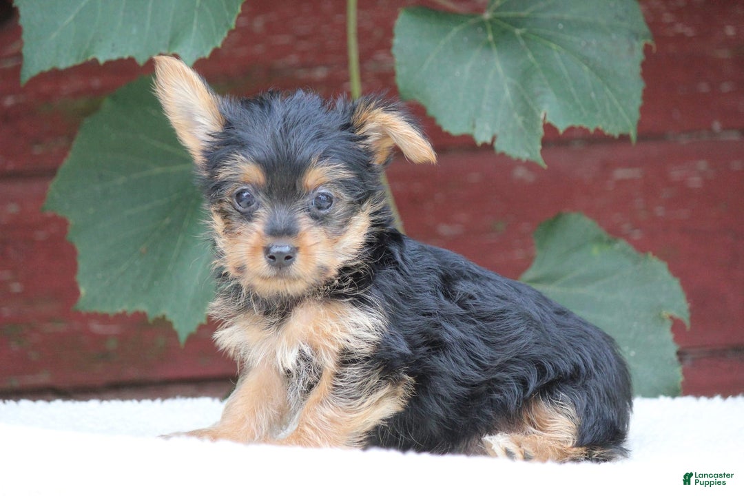 Yorkshire Terrier dogs for sale: Marty - Image 2