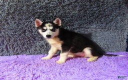 Siberian Husky dogs for sale: Babe - Image 3