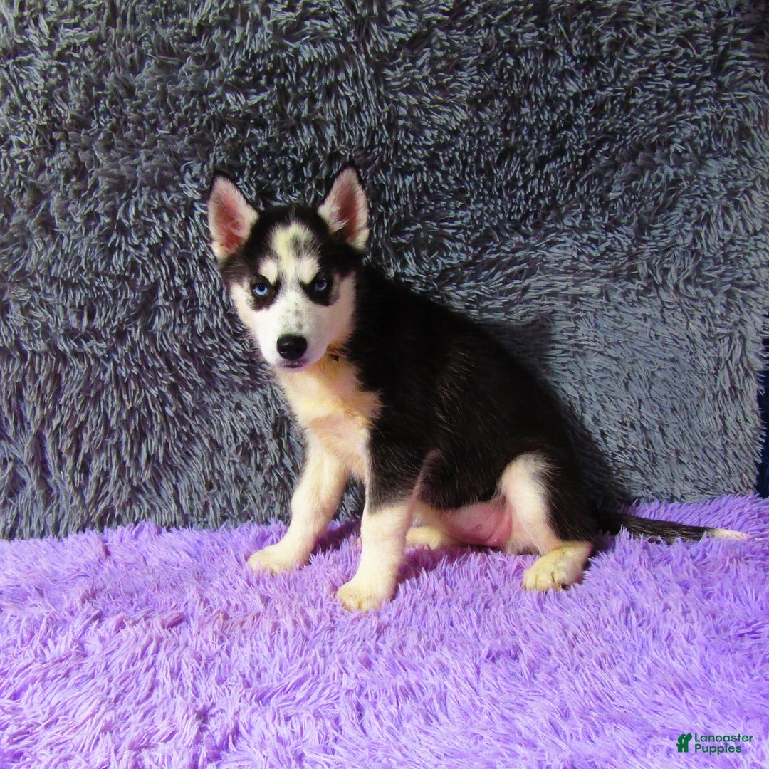 Siberian Husky dogs for sale: Babe - Image 3