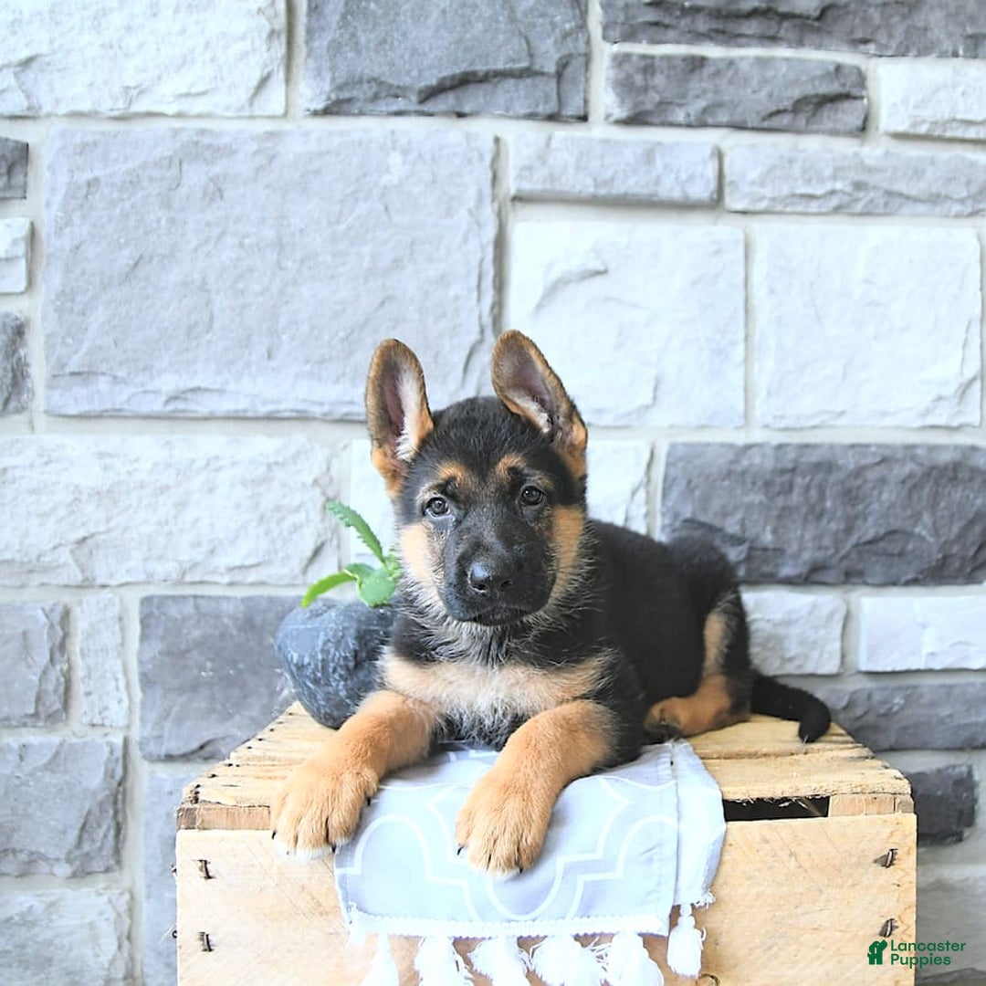 German Shepherd dogs for sale: Jet - Image 4