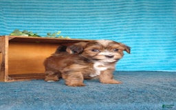 Havanese dogs for sale: Shadow - Image 5