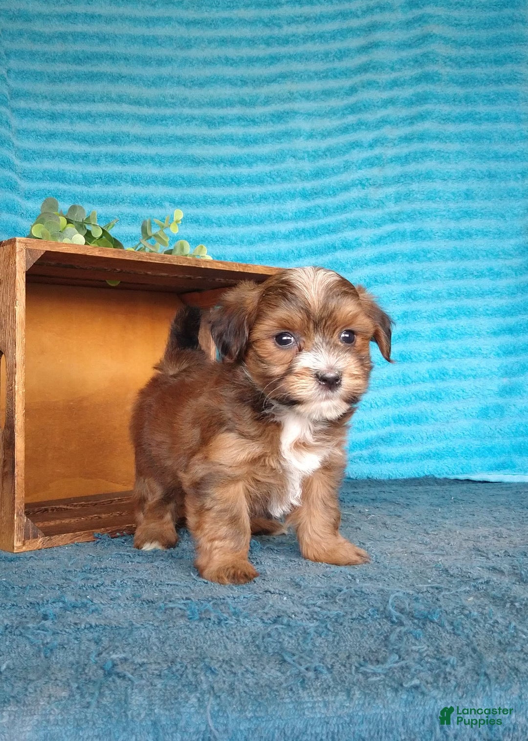 Havanese dogs for sale: Shadow - Image 5