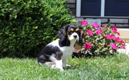 Cavalier King Charles Spaniel dogs for sale: Missy - Image 18