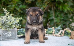 German Shepherd dogs for sale: Max - Image 2