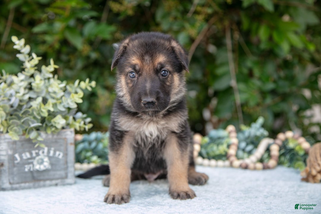 German Shepherd dogs for sale: Max - Image 2