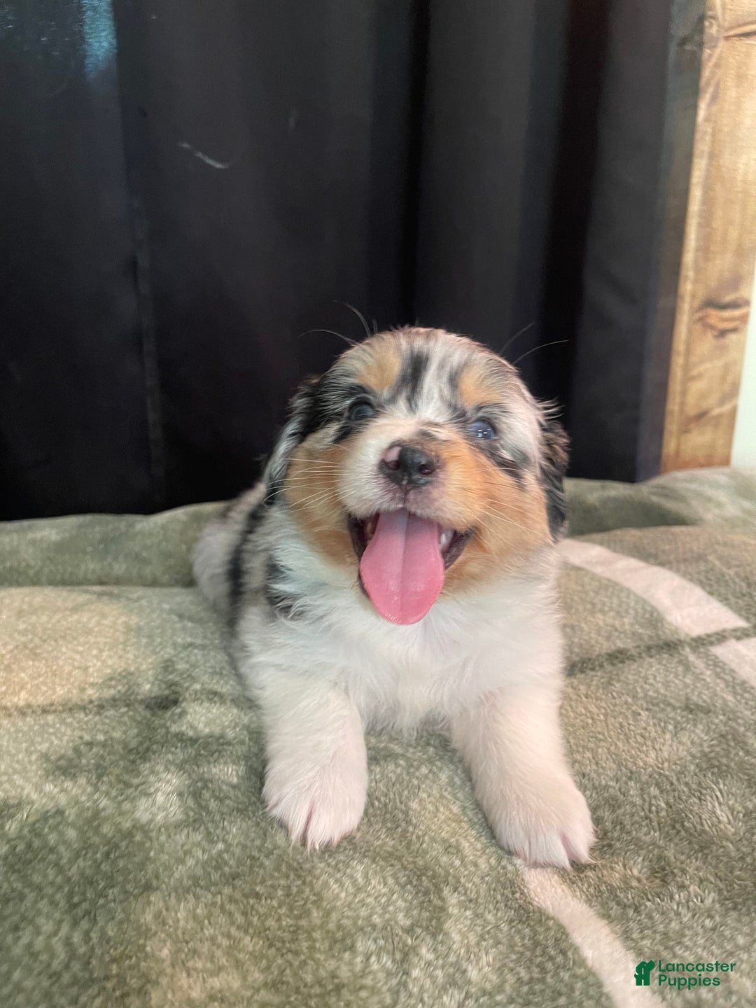 Australian Shepherd dogs for sale: Coral - Image 2