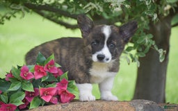 Welsh Corgi Pembroke dogs for sale: Ryan - Image 4