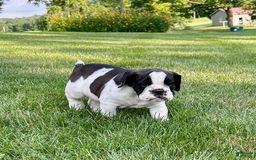 English Bulldog dogs for sale: Silas - Image 2