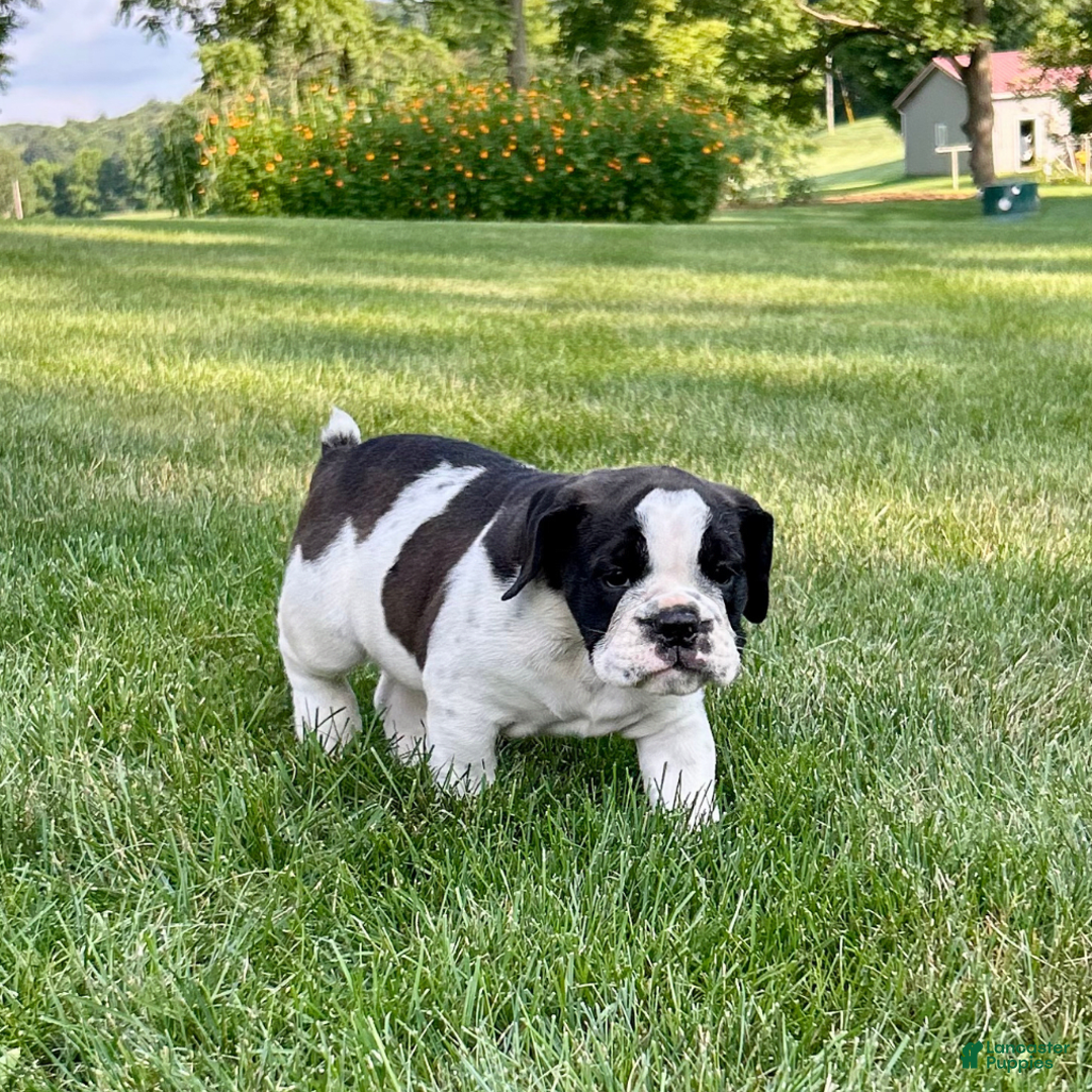 English Bulldog dogs for sale: Silas - Image 2